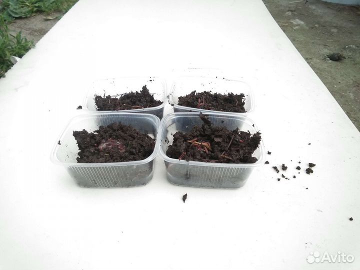 Черви для рыбалки