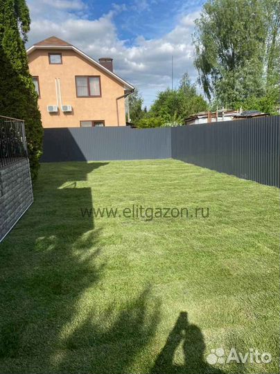 Рулонный газон мятлик