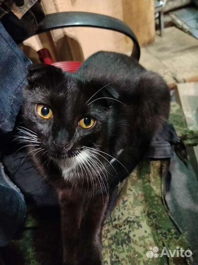 Кот вислоухий отдам в добрые руки