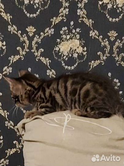 Бенгальская кошка