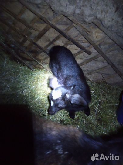 Козлята и козы