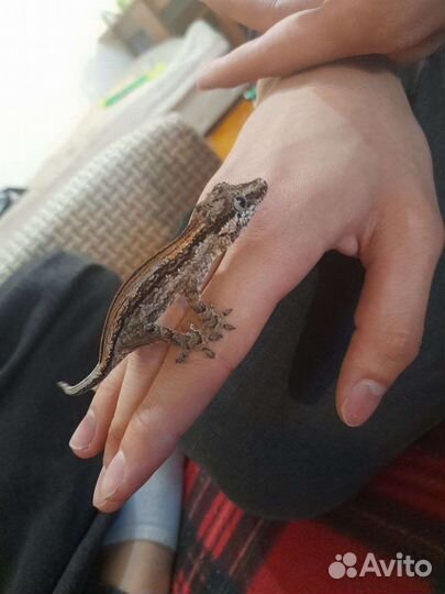 Ушастый бананоед