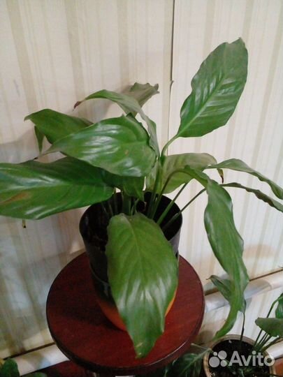 Цветы женское счастье и нефролептс