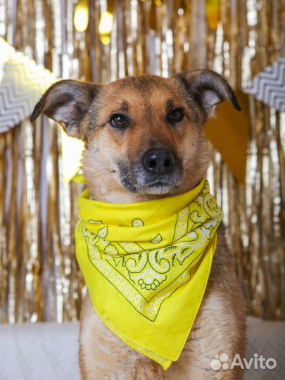 Лакки предали и сдали в приют