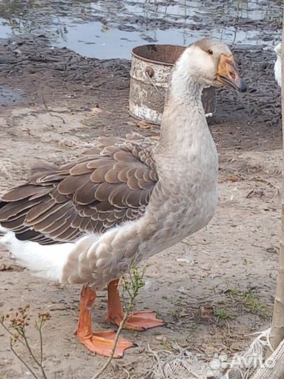 Холмогорские гуси