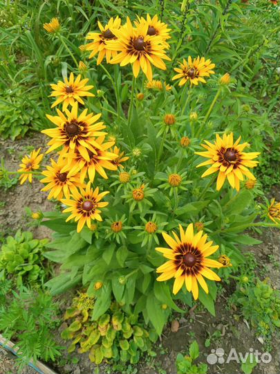 Лилейники, флоксы, гортензия, хризантемы