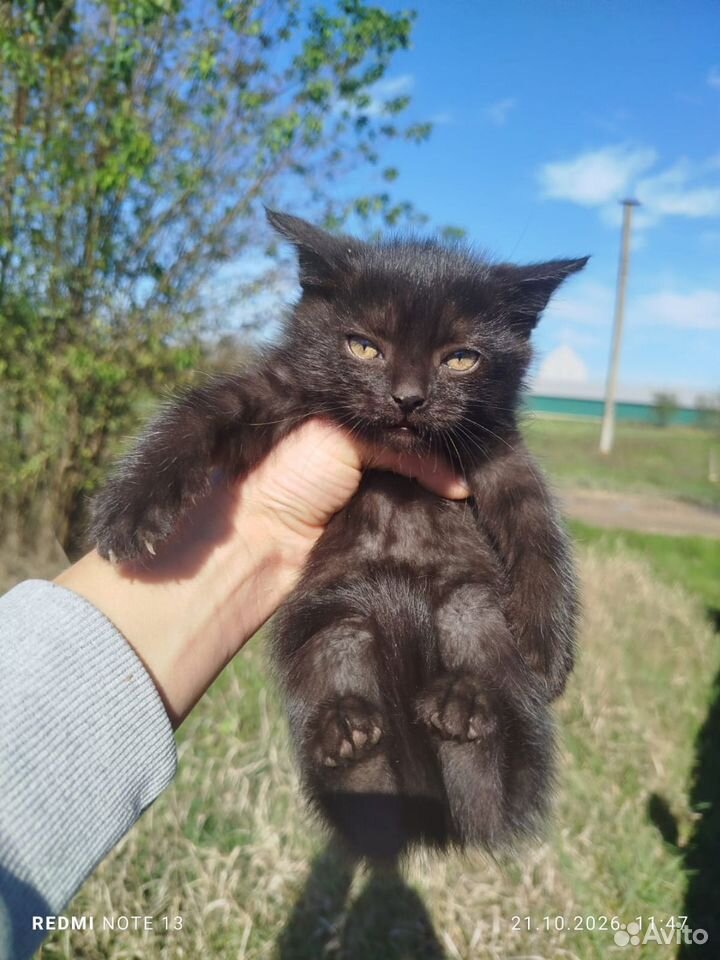 Котёнок в добрые руки, Краснодар