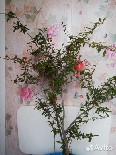 Гранат домашний