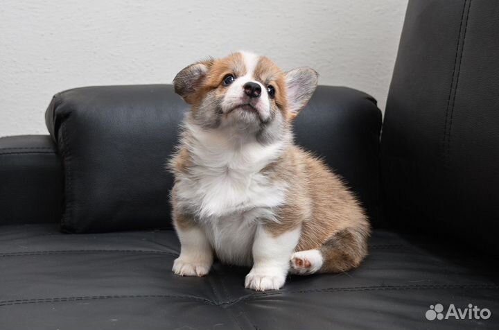 Щенки корги