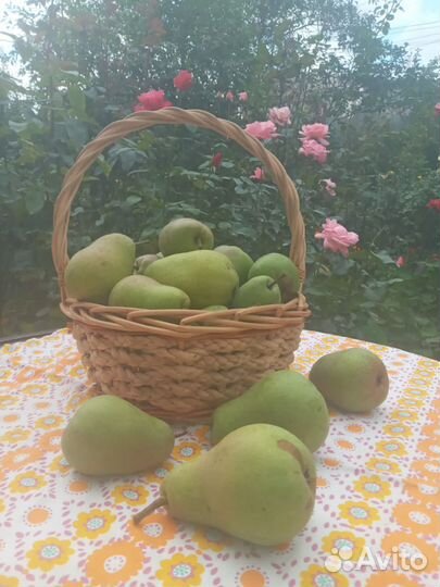 Груша плоды