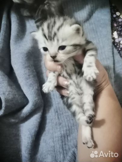 Шотландские котята