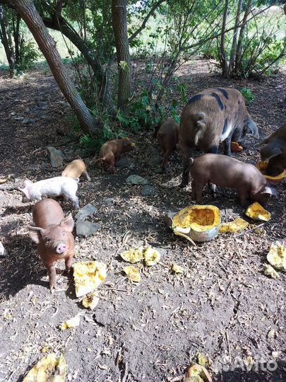 Поросята дюрок