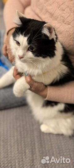 Пушистый пухлик Няшик кот в дар