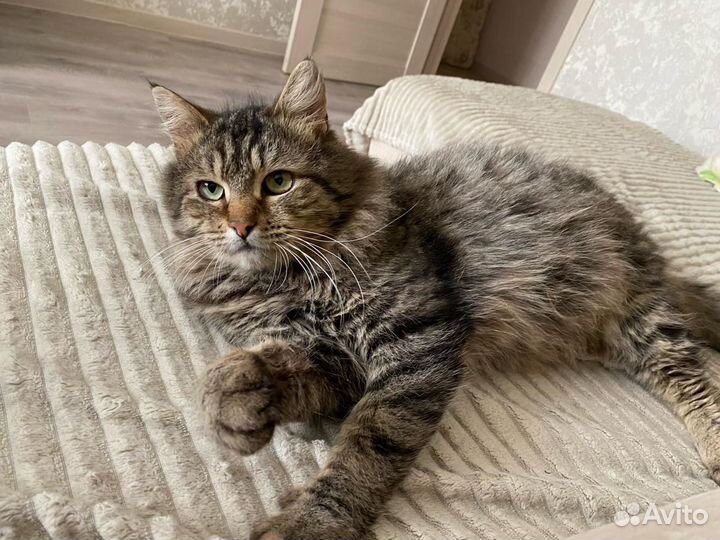 Кот в добрые руки сибиряк