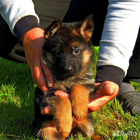 Девочка немецкой овчарки