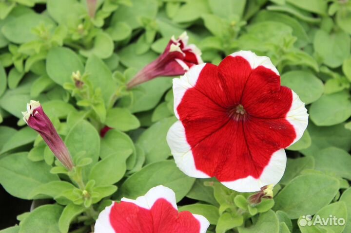 Цветущая рассада петунии