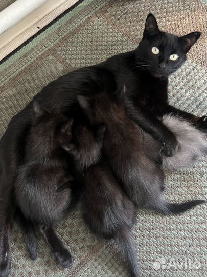 Черный котенок мальчик в добрые руки