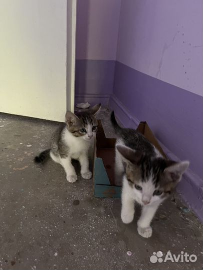 Котята в добрые руки бесплатно