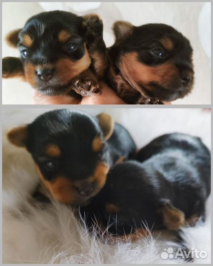 Йоркширский терьер щенки девочки mini