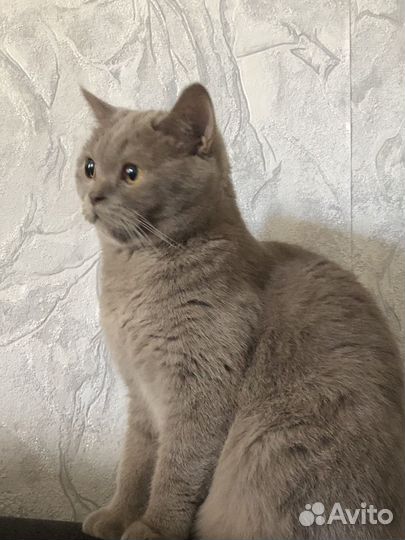 Британский кошка вязка