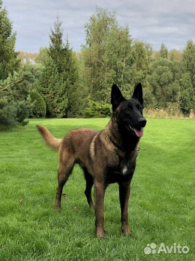 Бельгийская овчарка Малинуа кобель для вязки