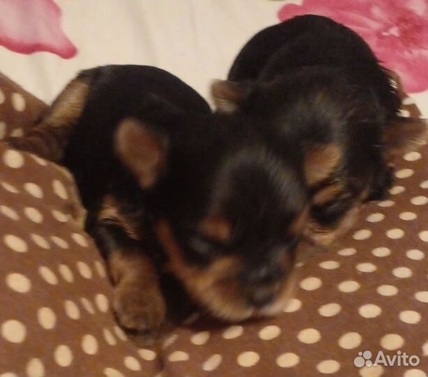 Йоркширский терьер щенки