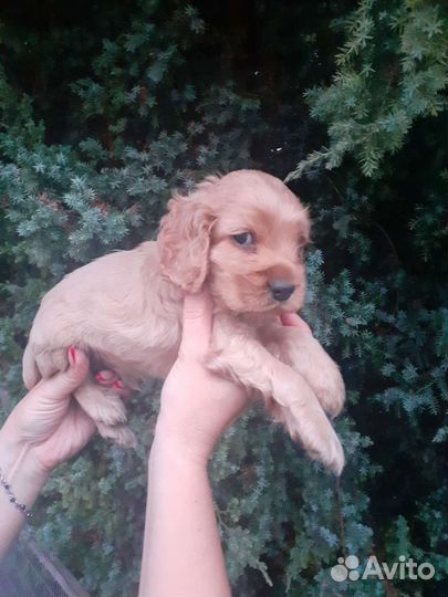 Кокер спаниель