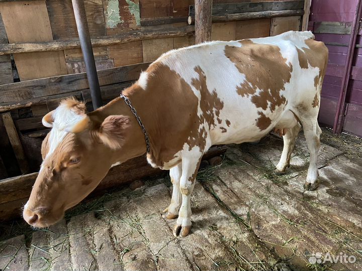 Коровы, бык