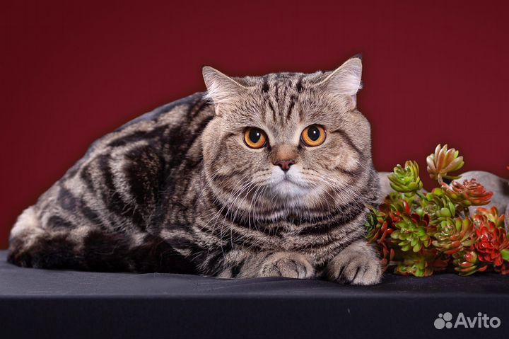Кот на вязку