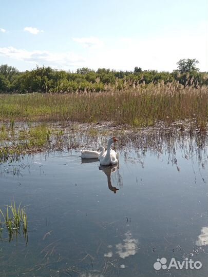 Гуси,цесарки