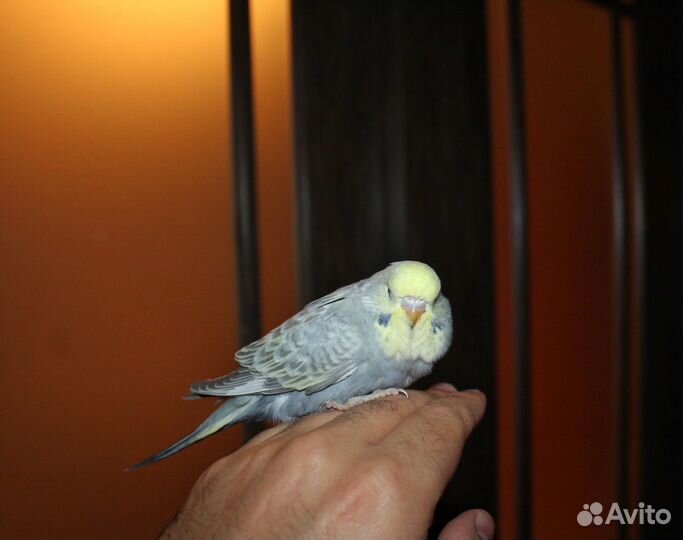 Волнистый попугай, ввп чех