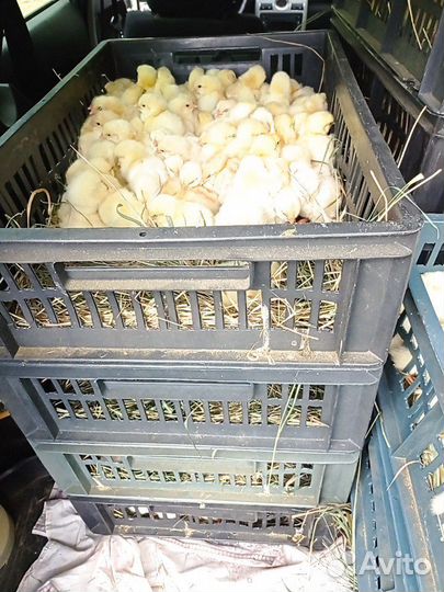 Петушок суточный