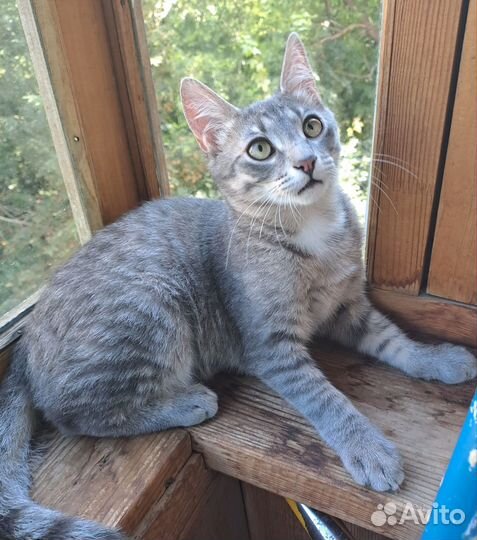 Котенок Сеня 5 мес