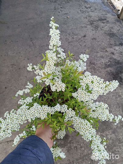Спирея серая Грефшейм