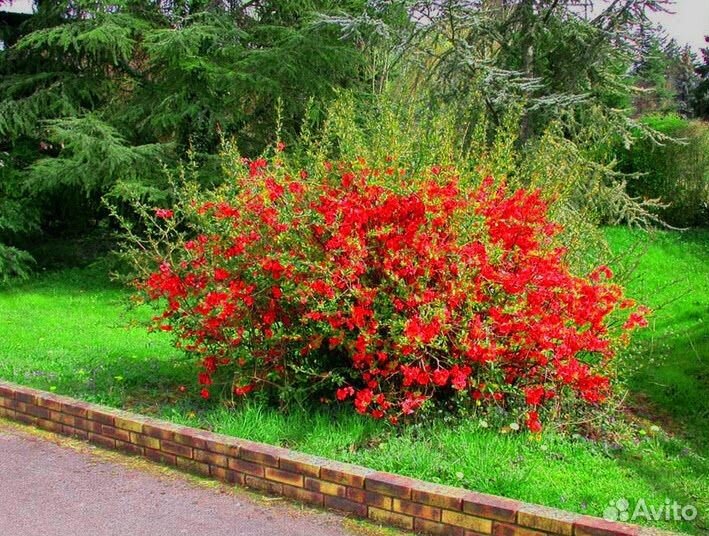 Айва японская