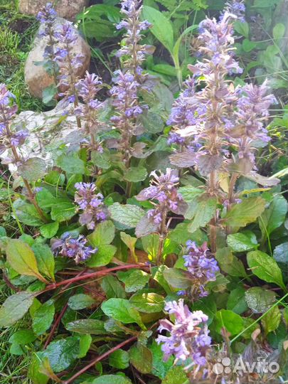 Живучка ползучая