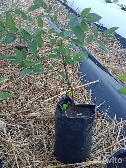 Саженцы жимолости и смородины в контейнере