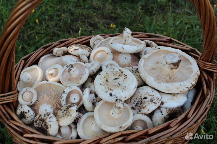 Продам грибы маринованые