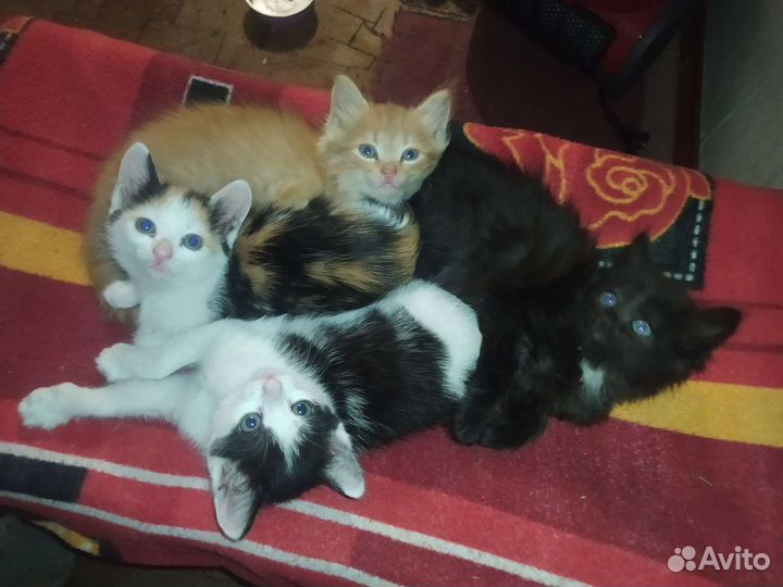 Кошка