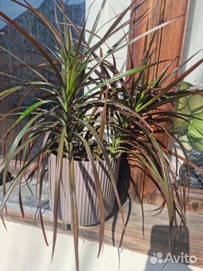 Пальма драцена