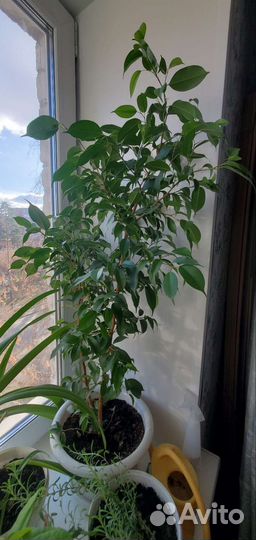 Фикус бенджамина большой