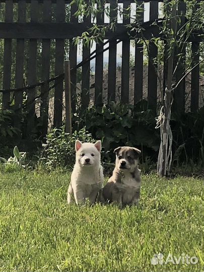 Собаки хаски