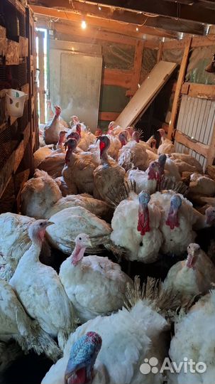 Индюшки на мясо