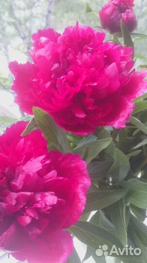 Пион Рубра Плена, пион лекарственный