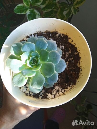 Комнатные растения, суккуленты,эхеверия