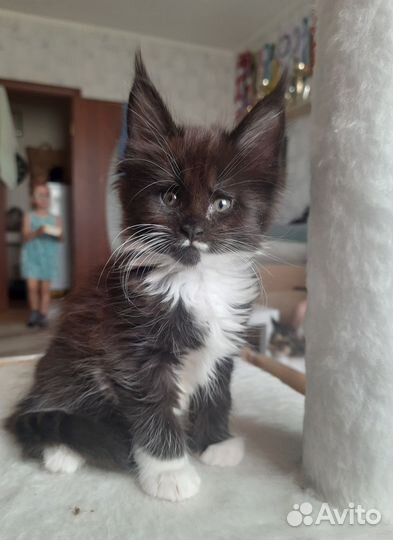 Котята мейн-кун