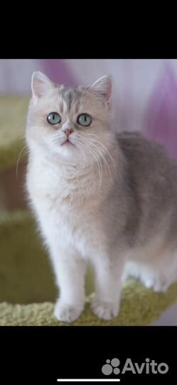 Золотая шиншилла