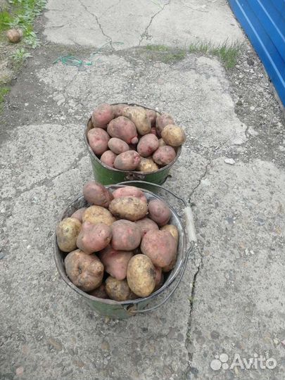 Картофель едовой