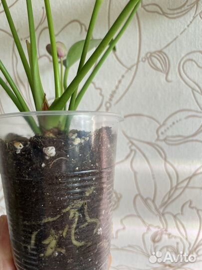 Антуриум Сирано