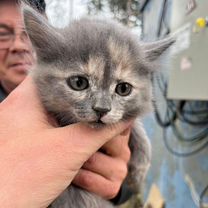 Отдою котят бесплатно в добрые руки, две девочки